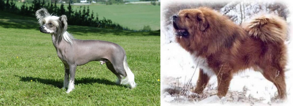 Tibetan Kyi Apso vs Chinese Crested Dog - Breed Comparison