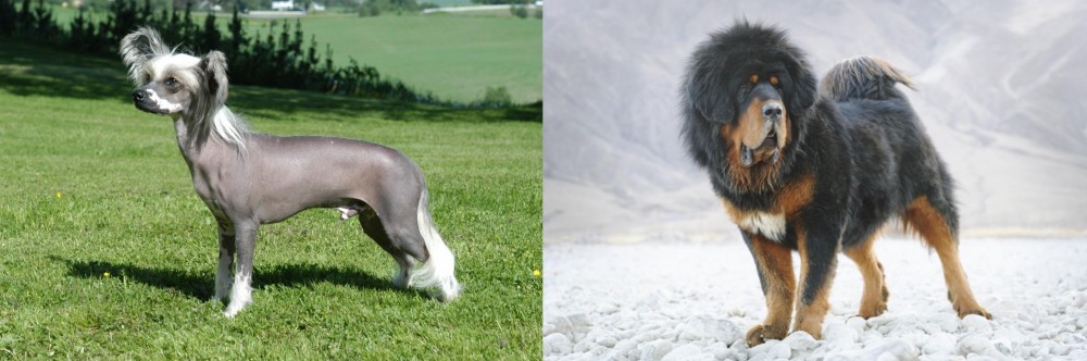 Tibetan Mastiff vs Chinese Crested Dog - Breed Comparison