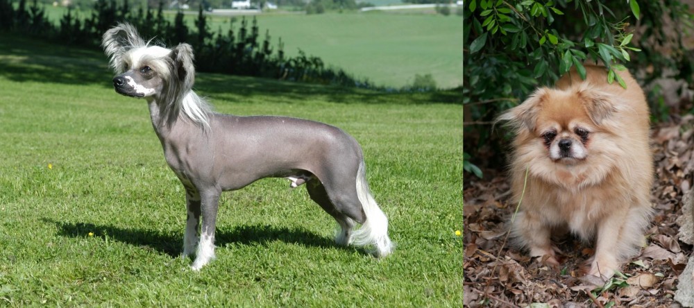 Tibetan Spaniel vs Chinese Crested Dog - Breed Comparison