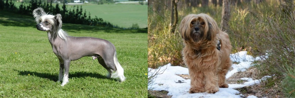 Tibetan Terrier vs Chinese Crested Dog - Breed Comparison