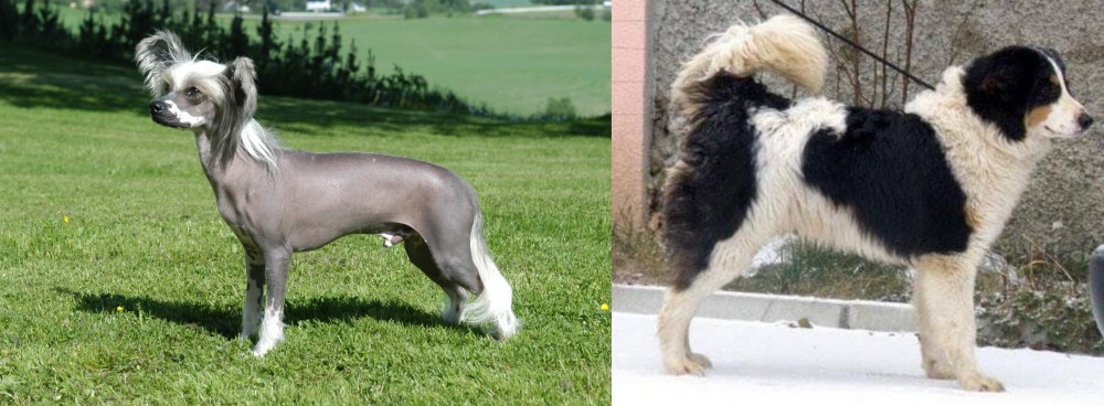 Tornjak vs Chinese Crested Dog - Breed Comparison