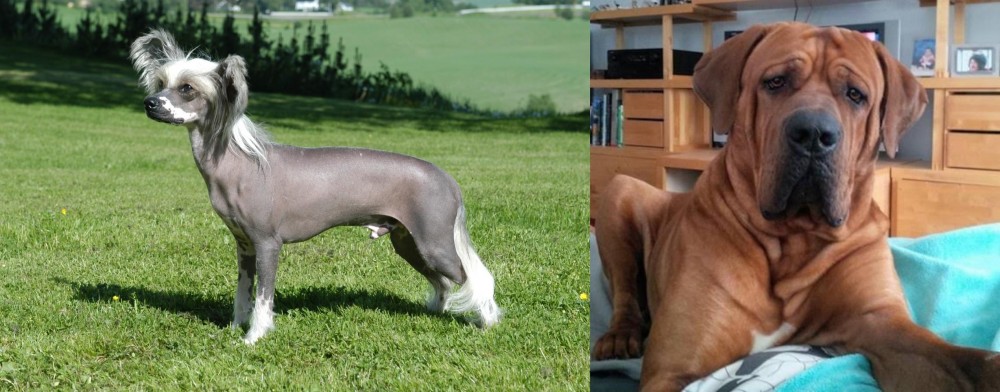 Tosa vs Chinese Crested Dog - Breed Comparison