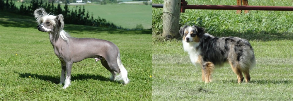 Toy Australian Shepherd vs Chinese Crested Dog - Breed Comparison
