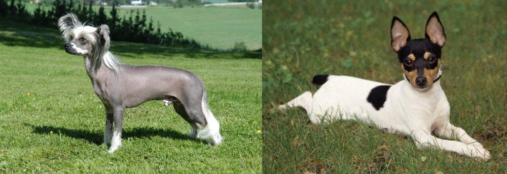 Toy Fox Terrier vs Chinese Crested Dog - Breed Comparison