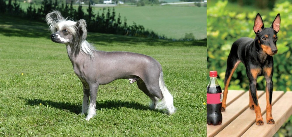 Toy Manchester Terrier vs Chinese Crested Dog - Breed Comparison