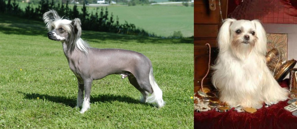 Toy Mi-Ki vs Chinese Crested Dog - Breed Comparison