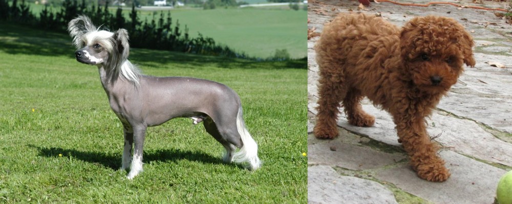 Toy Poodle vs Chinese Crested Dog - Breed Comparison