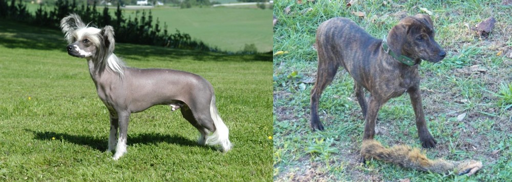 Treeing Cur vs Chinese Crested Dog - Breed Comparison