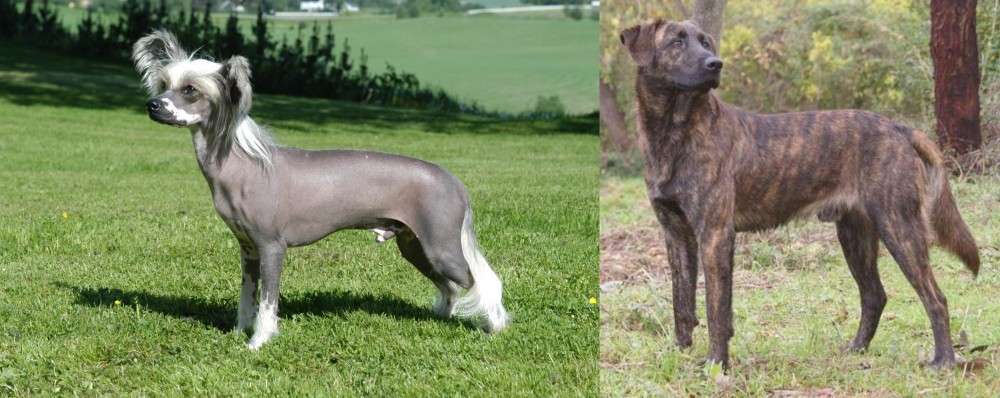 Treeing Tennessee Brindle vs Chinese Crested Dog - Breed Comparison