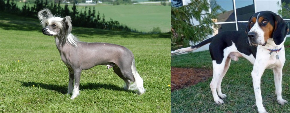 Treeing Walker Coonhound vs Chinese Crested Dog - Breed Comparison