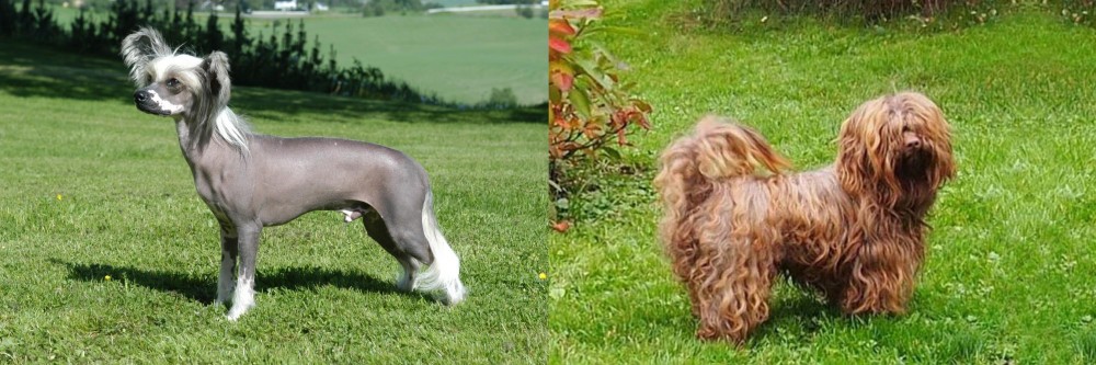 Tsvetnaya Bolonka vs Chinese Crested Dog - Breed Comparison