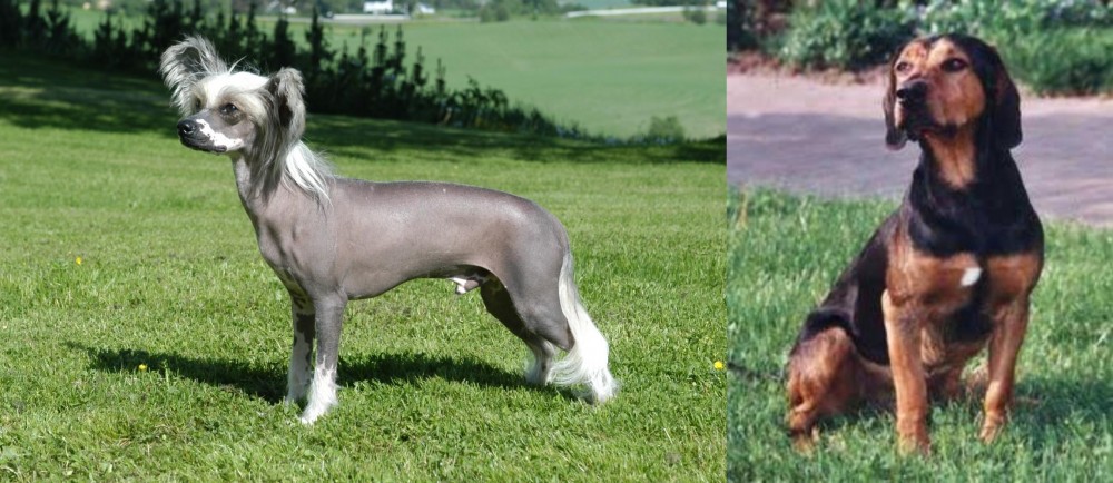 Tyrolean Hound vs Chinese Crested Dog - Breed Comparison