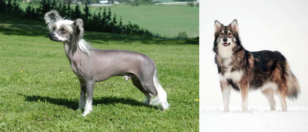 Utonagan vs Chinese Crested Dog - Breed Comparison