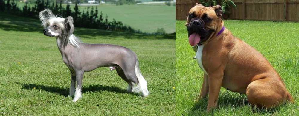 Valley Bulldog vs Chinese Crested Dog - Breed Comparison