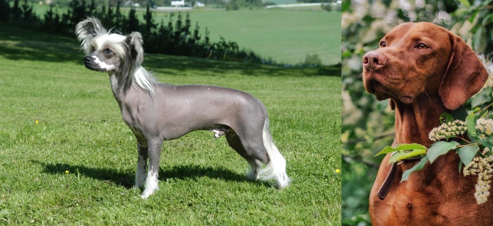 Vizsla vs Chinese Crested Dog - Breed Comparison