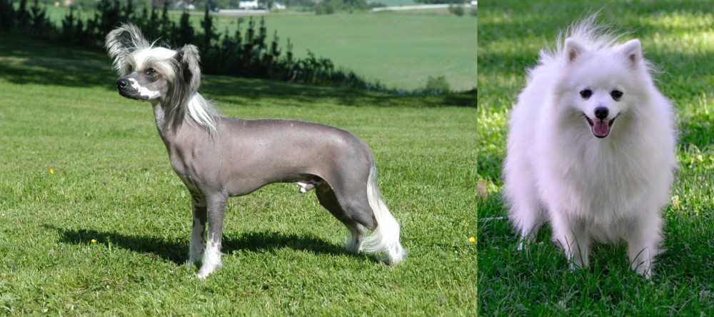 Volpino Italiano vs Chinese Crested Dog - Breed Comparison