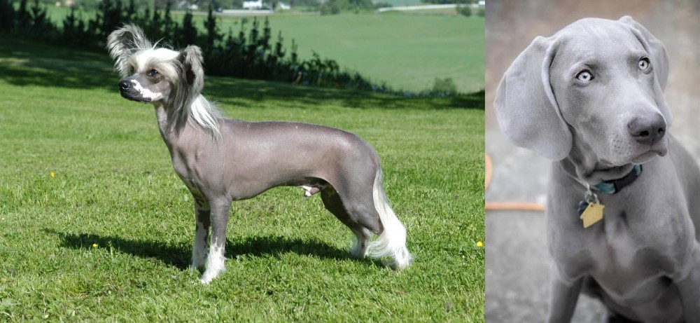 Weimaraner vs Chinese Crested Dog - Breed Comparison