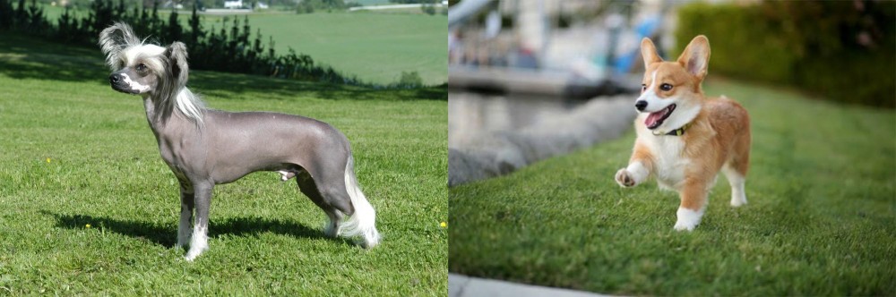 Welsh Corgi vs Chinese Crested Dog - Breed Comparison