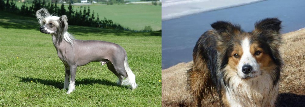 Welsh Sheepdog vs Chinese Crested Dog - Breed Comparison