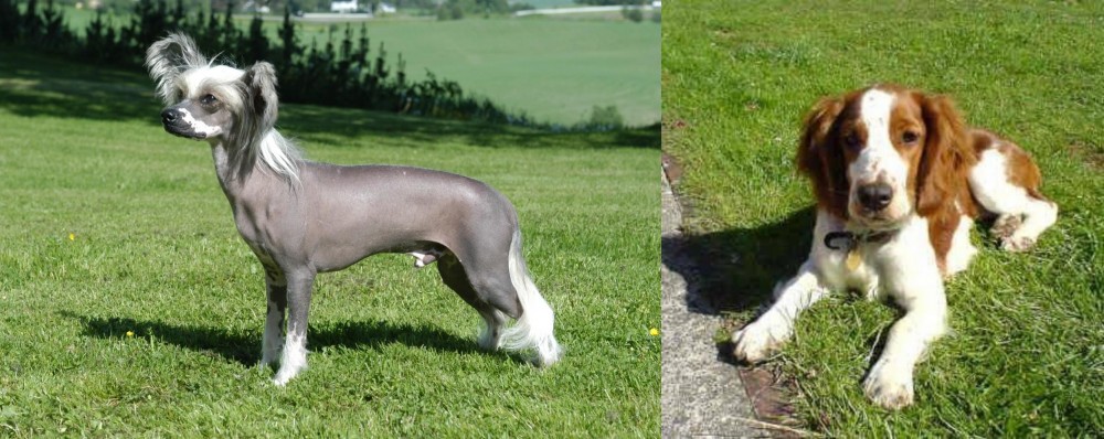 Welsh Springer Spaniel vs Chinese Crested Dog - Breed Comparison