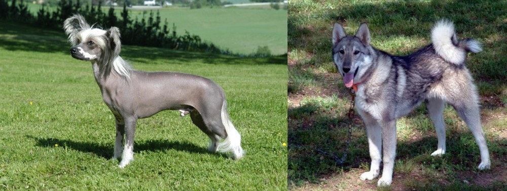 West Siberian Laika vs Chinese Crested Dog - Breed Comparison