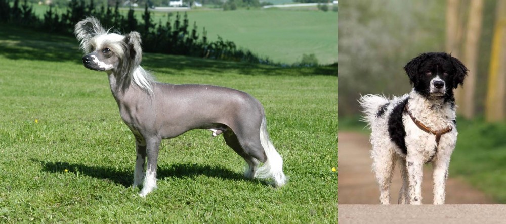 Wetterhoun vs Chinese Crested Dog - Breed Comparison