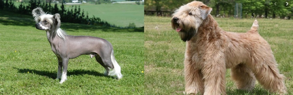Wheaten Terrier vs Chinese Crested Dog - Breed Comparison