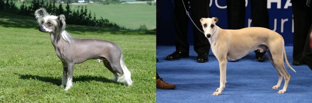 Whippet vs Chinese Crested Dog - Breed Comparison
