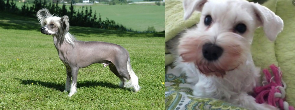 White Schnauzer vs Chinese Crested Dog - Breed Comparison