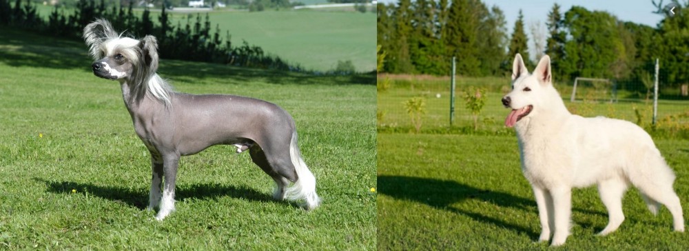 White Shepherd vs Chinese Crested Dog - Breed Comparison