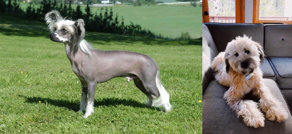 Whoodles vs Chinese Crested Dog - Breed Comparison