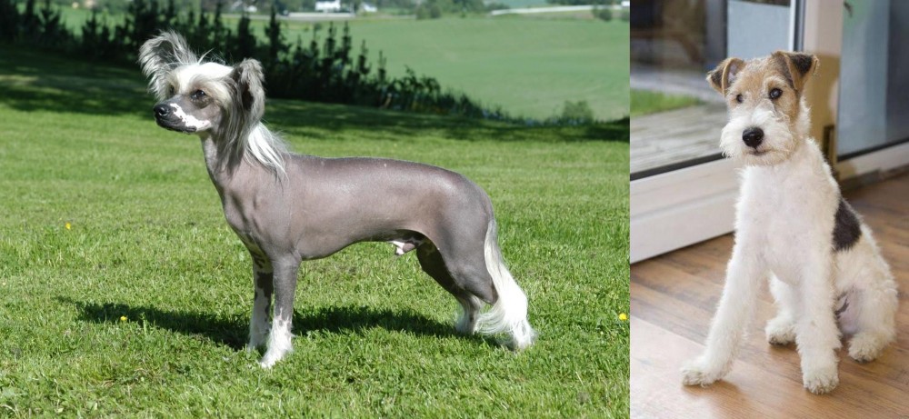 Wire Fox Terrier vs Chinese Crested Dog - Breed Comparison