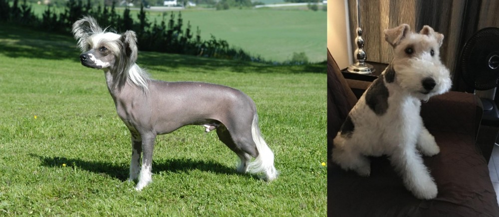 Wire Haired Fox Terrier vs Chinese Crested Dog - Breed Comparison