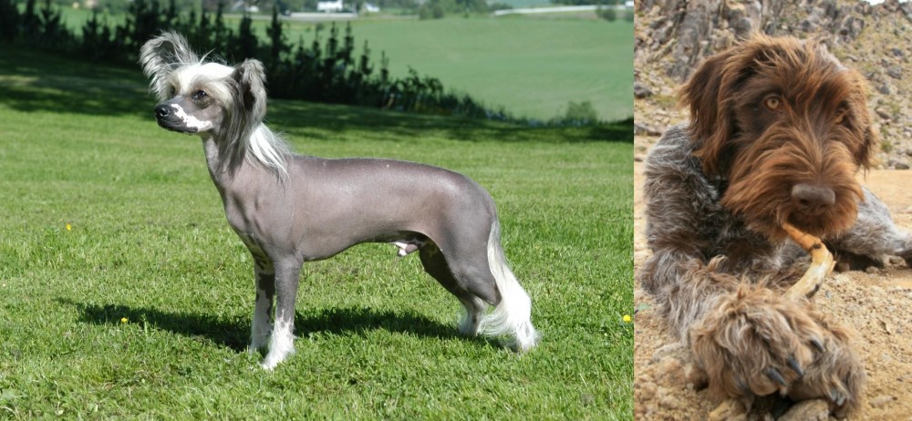 Wirehaired Pointing Griffon vs Chinese Crested Dog - Breed Comparison