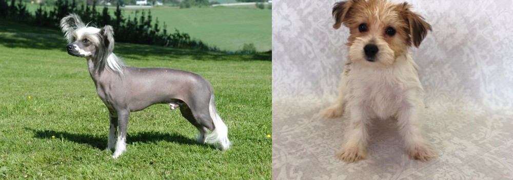 Yochon vs Chinese Crested Dog - Breed Comparison