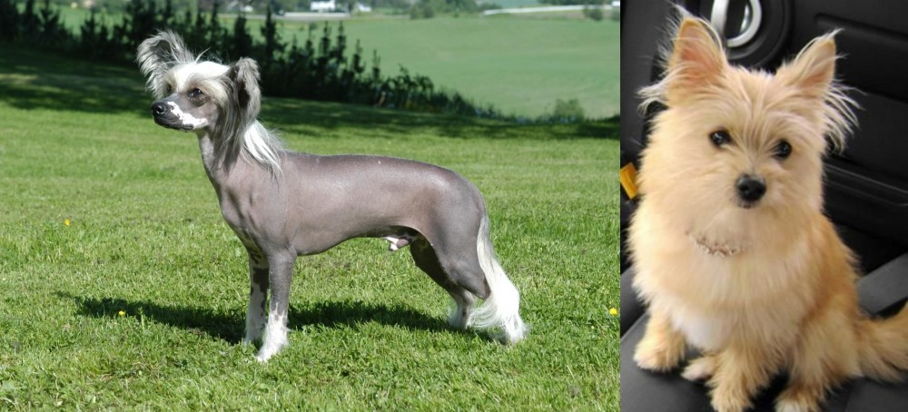 Yoranian vs Chinese Crested Dog - Breed Comparison