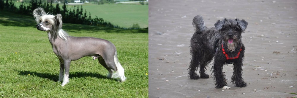 YorkiePoo vs Chinese Crested Dog - Breed Comparison