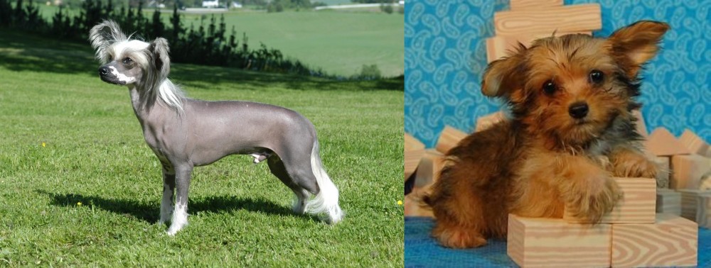 Yorkillon vs Chinese Crested Dog - Breed Comparison