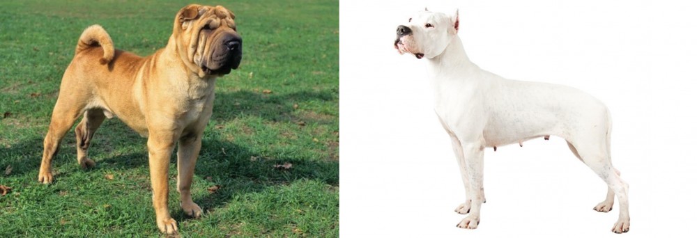 Argentine Dogo vs Chinese Shar Pei - Breed Comparison