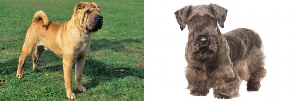 Cesky Terrier vs Chinese Shar Pei - Breed Comparison