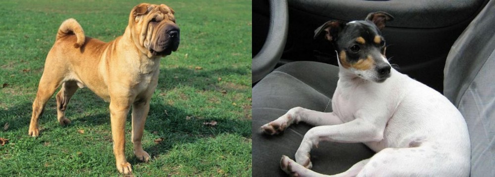 Chilean Fox Terrier vs Chinese Shar Pei - Breed Comparison
