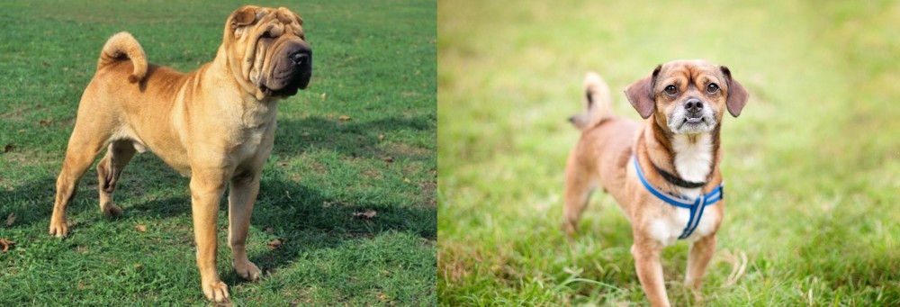 Chug vs Chinese Shar Pei - Breed Comparison