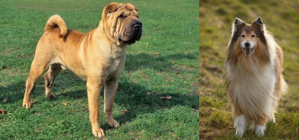Collie vs Chinese Shar Pei - Breed Comparison