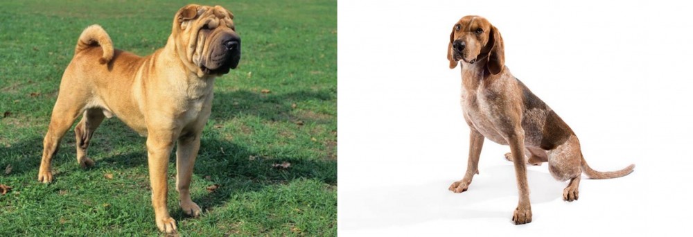 Coonhound vs Chinese Shar Pei - Breed Comparison