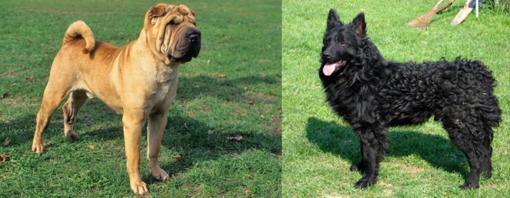 Croatian Sheepdog vs Chinese Shar Pei - Breed Comparison