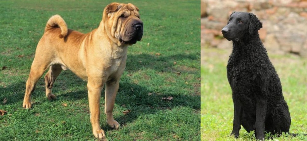 Curly Coated Retriever vs Chinese Shar Pei - Breed Comparison