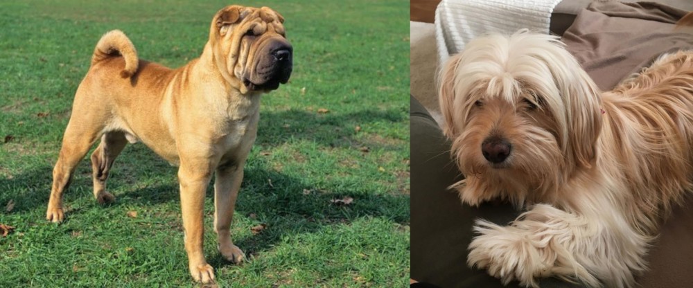 Cyprus Poodle vs Chinese Shar Pei - Breed Comparison