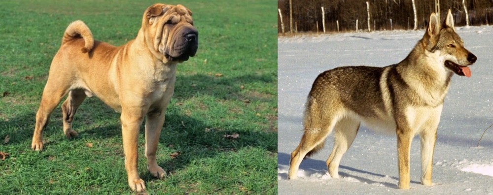Czechoslovakian Wolfdog vs Chinese Shar Pei - Breed Comparison
