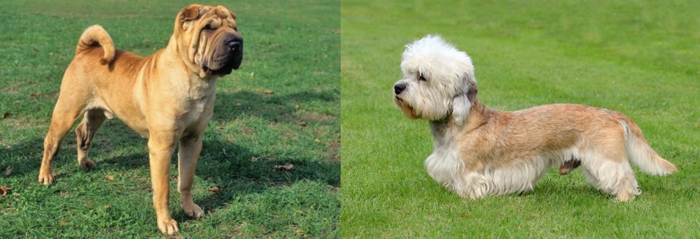 Dandie Dinmont Terrier vs Chinese Shar Pei - Breed Comparison