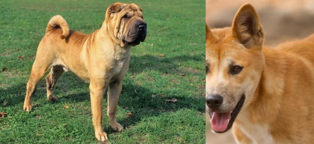 Dingo vs Chinese Shar Pei - Breed Comparison